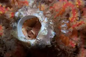 Thylacodes natalensis