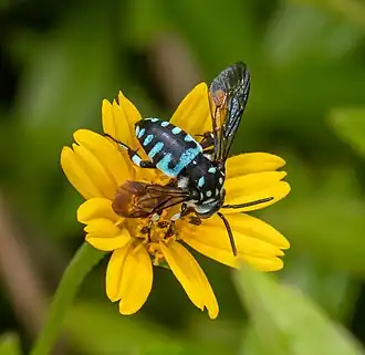 Thyreus himalayensis