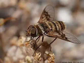 Thyridanthrax elegans