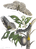 Maria Sibylla Merian (1705), vermoedelijk exemplaren uit Suriname