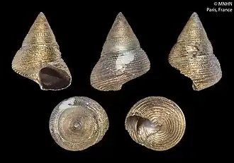 Thysanodonta eucosmia