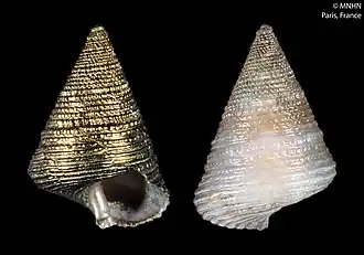 Thysanodonta festiva