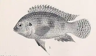 Thysochromis