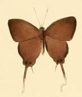 Myrina symira