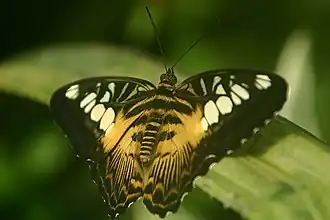 Parthenos sylvia