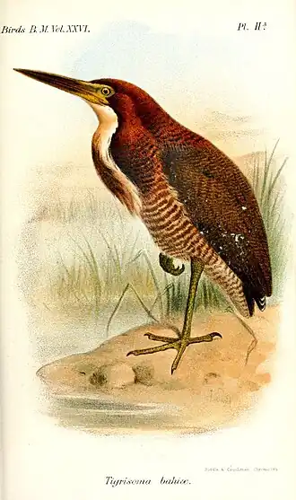 Rosse tijgerroerdomp