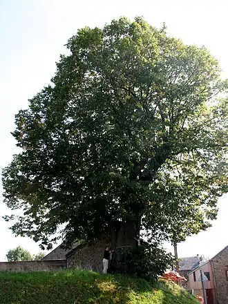 Geclasseerde oude zomerlinde in Ramelot