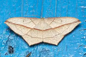 Timandra correspondens