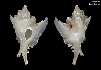 Timbellus crauroptera