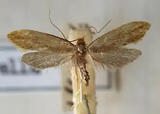 Tinea semifulvellaAuroramot