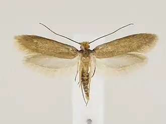 Tinea bothniella