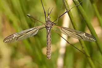 Tipula (Yamatotipula) lateralis