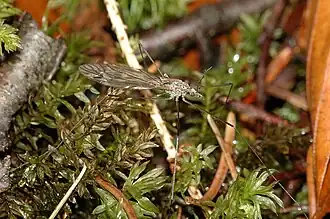 Tipula (Platytipula) luteipennis