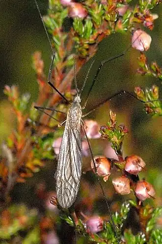 Tipula (Savtshenkia) pagana