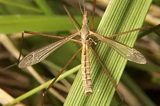 Tipula (Platytipula) paterifera