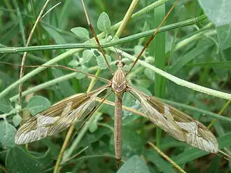 Tipula (Acutipula) repanda