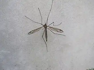 Tipula (Acutipula) vittata