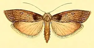 Tirathaba parasiticus