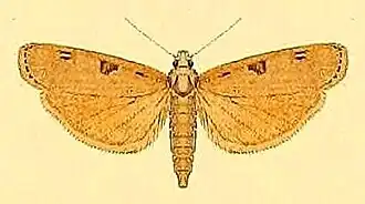 Tirathaba pseudocomplana