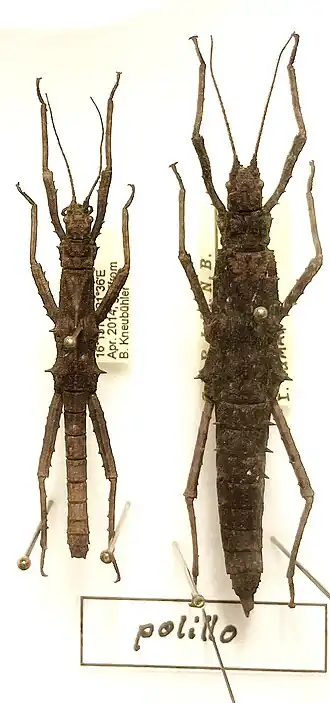 Tisamenus polillo