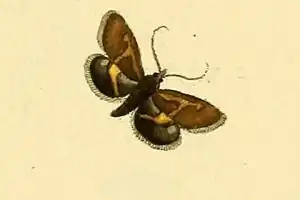 Titanio normalis