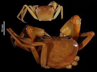 Tiwaripotamon edostilus