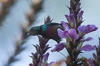 Kabouterhoningzuiger