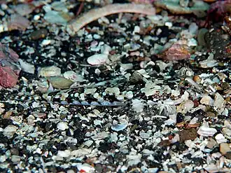 Callionymus beniteguri