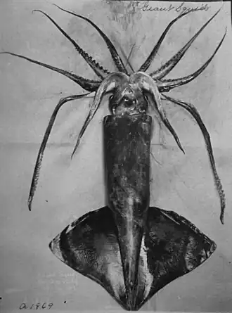 Todarodes pacificus pacificus