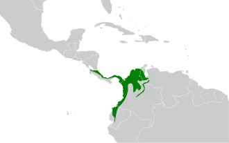 Zwartkopschoffelsnavel