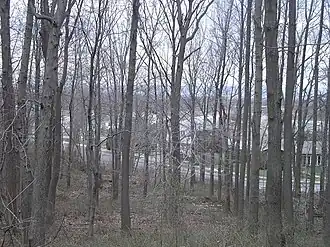 Bos op de top van de heuvel