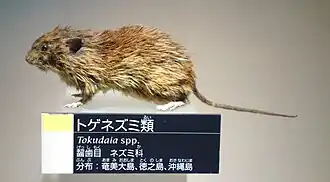 Tokudaia
