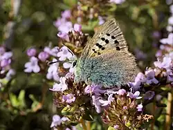 Tomares ballusGroene klaverpage