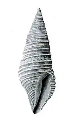 Tomopleura cicatrigula