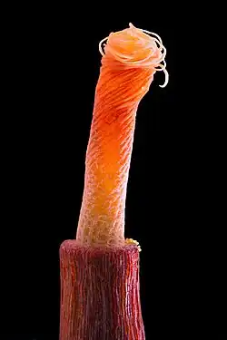 Tortula subulata, langkapselsterretje met gedraaid peristoom