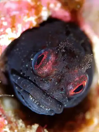 Neoclinus toshimaensis