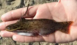 Trachelyopterus teaguei