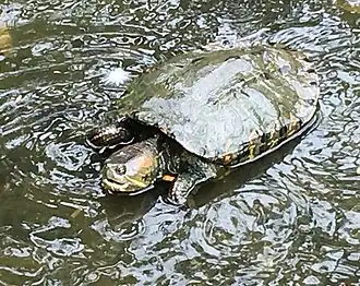 Trachemys callirostris