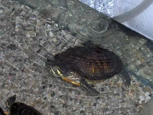 Geelwangschildpad(Trachemys scripta troosti)