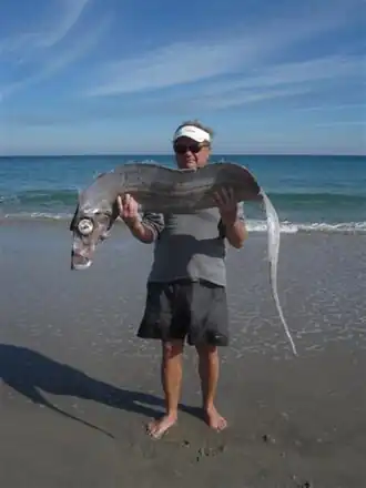 Trachipterus arcticus