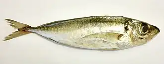 Trachurus mediterraneus