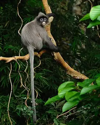Trachypithecus crepusculus