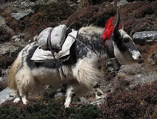 Jak in Tibet