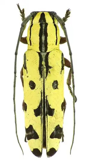 Tragiscoschema nigroscriptum