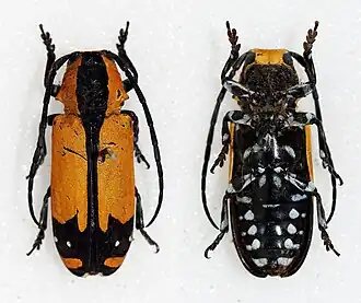 Tragocephala cuneifera