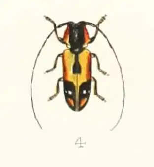 Tragocephala mniszechii
