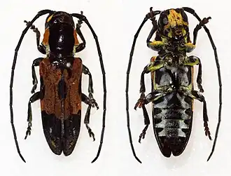 Tragocephala tournieri