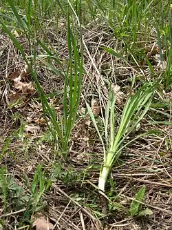 Plant van de gele morgenster