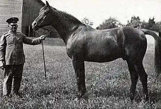 Trakehner in 1927