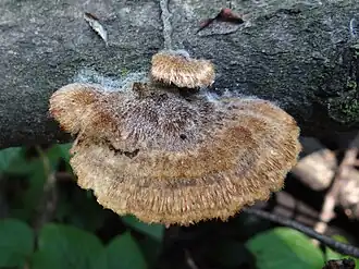 Bleke borstelkurkzwam